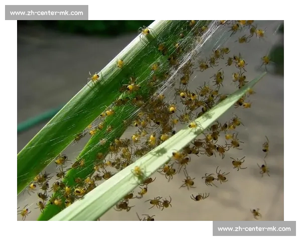 小蜘蛛的警示:世俱杯细节如丝,疏漏即失良机 小蜘蛛的警示:世俱杯细节如丝,疏漏即失良机